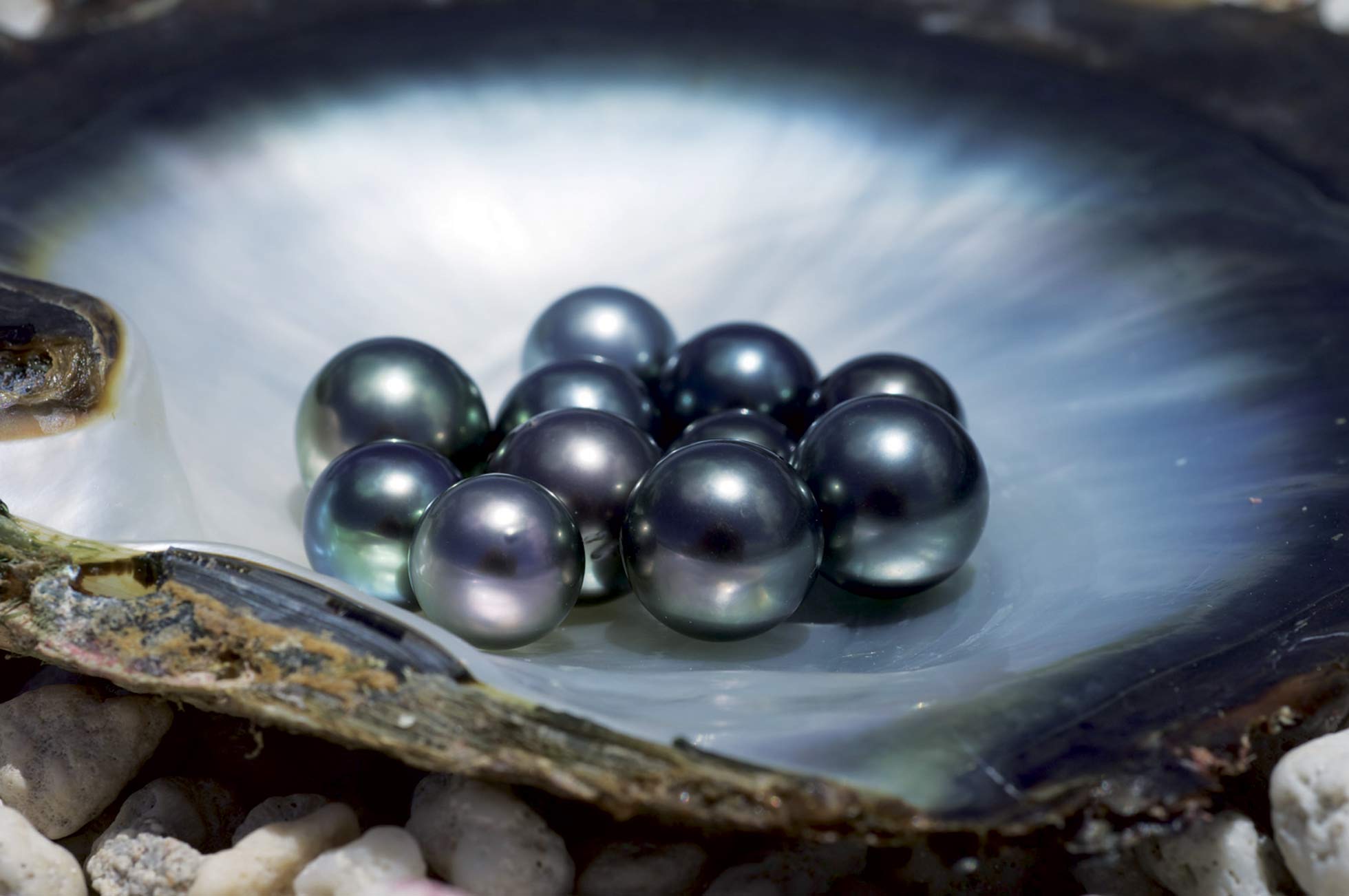 Perle de Tahiti Bijoux perles de Tahiti Perles de Tahiti Perle de Tahiti Bijoux perles de Tahiti Perles de Tahiti